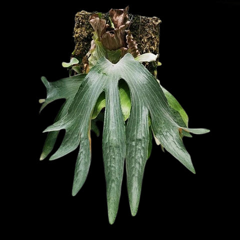 [Bare-root] Platy. Silver Salmon (willinckii x hillii) 銀鮭鹿角 [Dec Green 25]