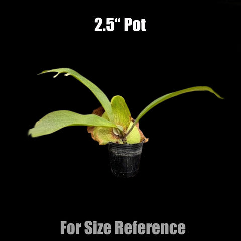 [Bare-root] Platy. bifurcatum x coronarium 二叉交皇冠 [Dec Green 25]