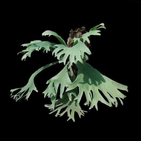 [Bare-root] Platy. bifurcatum x coronarium 二叉交皇冠 [Dec Green 25]