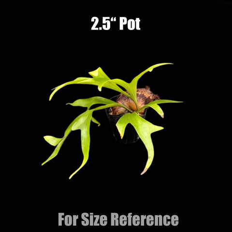 [Bare-root] Platy. coronarium (Sporeling) 皇冠鹿角蕨(孢子苗) [Dec green 25]