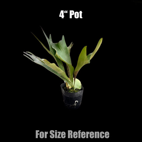 [Bare-root] Platy. hillii dwarf  侏儒深綠 [Dec green 25]