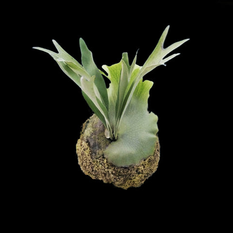 [Bare-root] Platy. hillii dwarf  侏儒深綠 [Dec green 25]