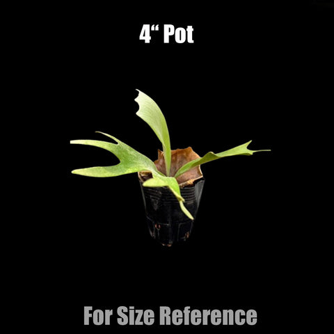 [Bare-root] Platy. willinckii 'Hsu Da'  許大爪哇  [Dec green 25]