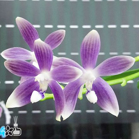 [Bare-root]Phal. speciosa’ Blue’ x sib 藍盾 [Dec Preorder 25]