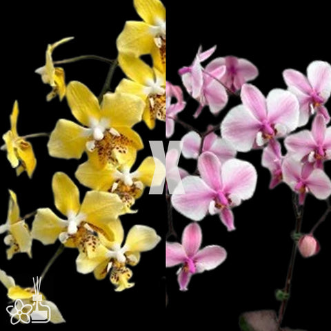 [Bare-root]Phal. stuartiana var. nobilis x Phal. schilleriana ‘veined’ 黃史x脈紋西 [Dec Preorder 25]