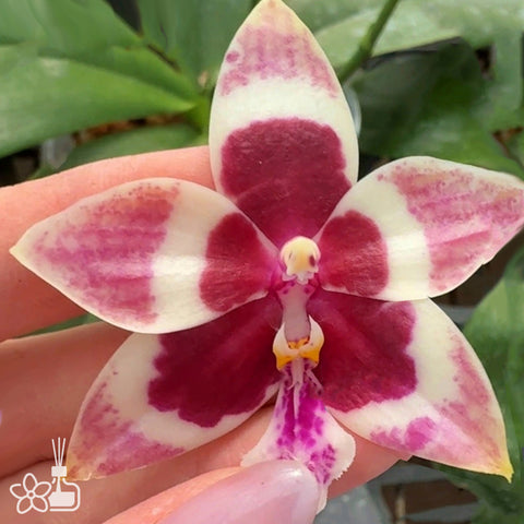 [Bare-root] Phal. LL Blue Magpie ‘Cherry Heart’ 櫻桃心 [Dec Preorder 25]