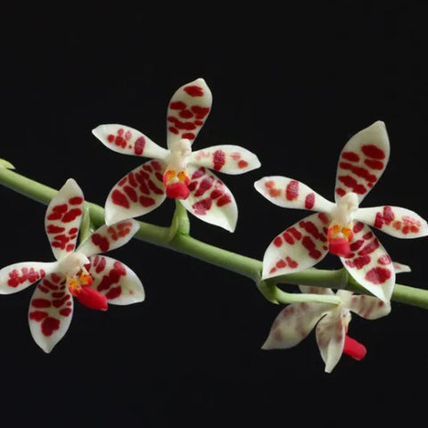 [Bare-root]Phal. maculata xsib 紅斑蝴蝶蘭 [Dec Preorder 25]