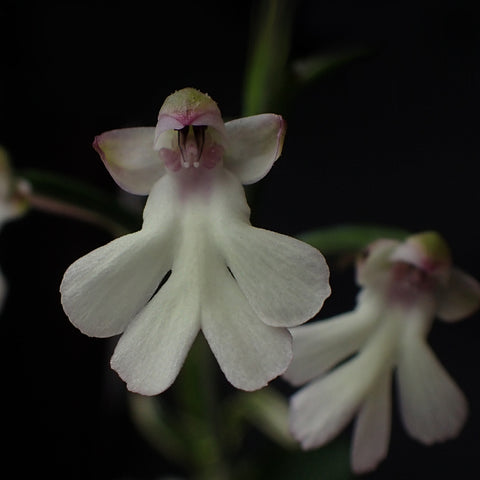 [Bulb]Cynorkis fastigiata × sib 馬達加斯加地生蘭 [Oct Preorder 25]