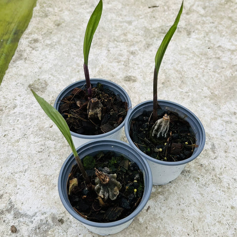 [Bulb]Ania hongkongensis 香港安蘭  [Dec in Stock]