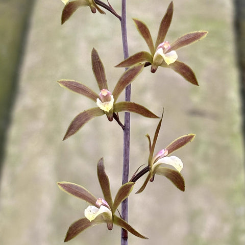 [Bulb]Ania hongkongensis 香港安蘭  [Dec in Stock]