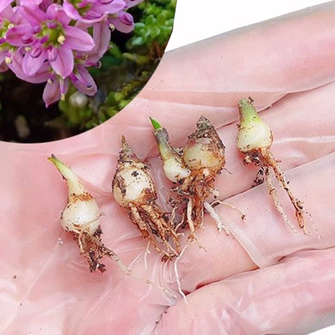 [Bulb]Ledebouria cooperi 縞蔓穗油點百合 [Dec in Stock]