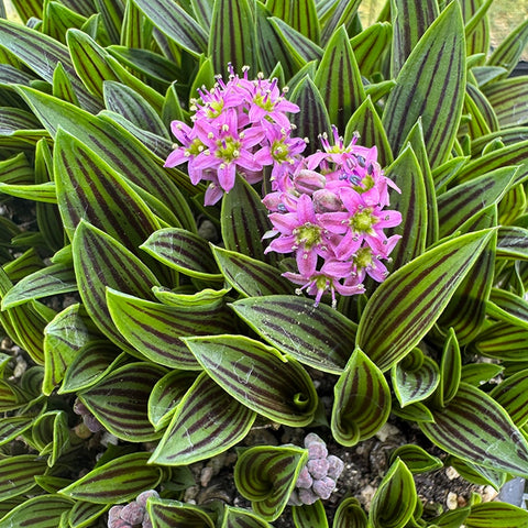 [Bulb]Ledebouria cooperi 縞蔓穗油點百合 [Dec in Stock]