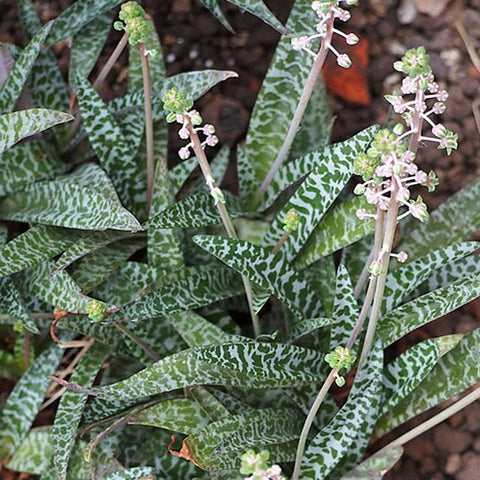 [Bulb]Ledebouria socialis 斑葉油點百合 [Dec in Stock]