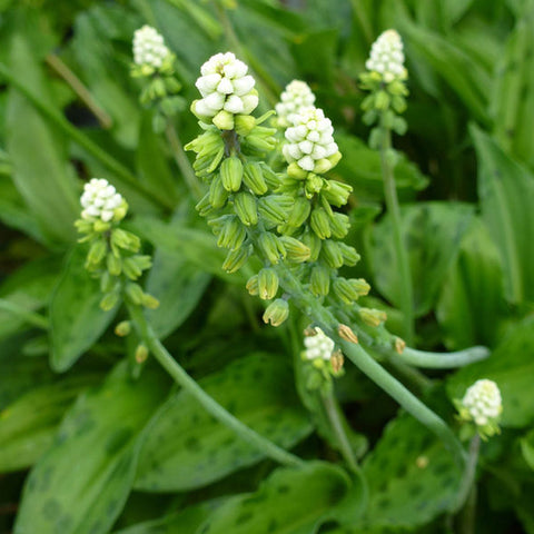 [Bulb]Ledebouria petiolata 闊葉油點百合 [Dec in Stock]