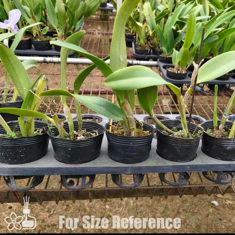 [Bare-root]Lc. Blue Angel 'Glove' SM/JOGA 藍手套 [Jan Preorder]