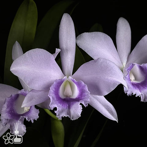 [Bare-root]Lc. Blue Angel 'Glove' SM/JOGA 藍手套 [Jan Preorder]