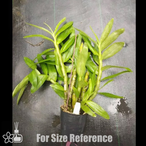 [Bare-root] D. Yellow Magic "Festival" 嘉年華 [Jan Preorder 26]