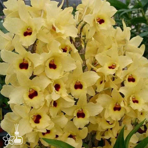 [Bare-root] D. Yellow Magic "Festival" 嘉年華 [Jan Preorder 26]