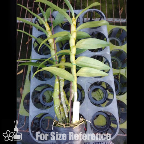 [Bare-root] D. Oriental Smile "Butterfly" 蝴蝶 [Jan Preorder 26]