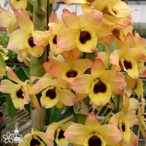 [Bare-root] D. Oriental Smile "Butterfly" 蝴蝶 [Jan Preorder 26]