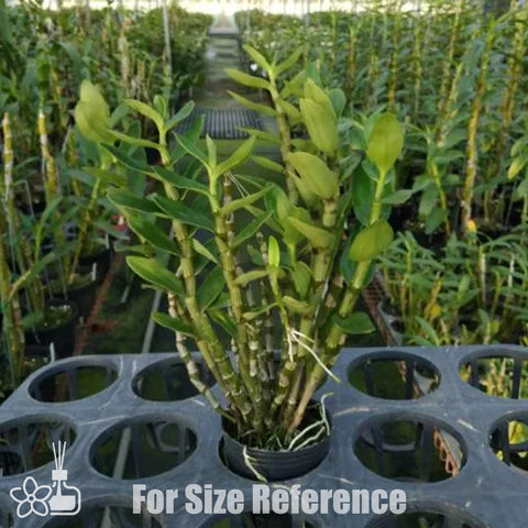 [Bare-root] D. Sakura Hime 櫻花美人 [Jan Preorder 26]