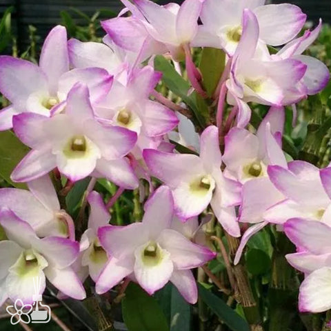 [Bare-root] D. Sakura Hime 櫻花美人 [Jan Preorder 26]