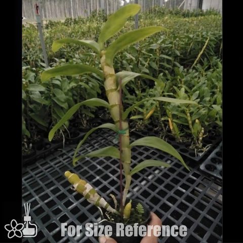 [Bare-root] D. Sweet Pinky "Momokko" 桃子 [Jan Preorder 26]