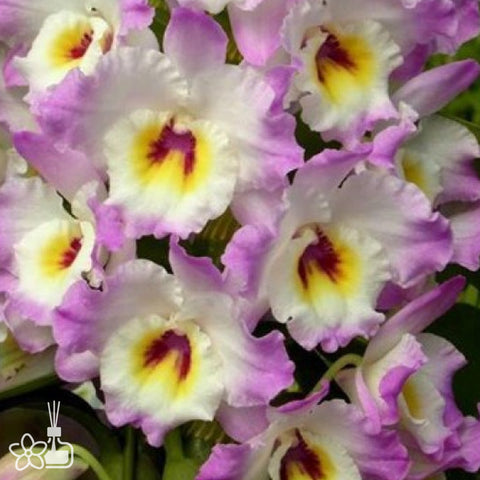 [Bare-root] D. Sweet Pinky "Momokko" 桃子 [Jan Preorder 26]