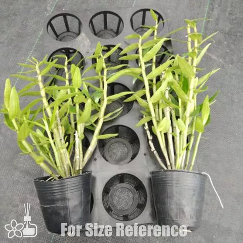 [Bare-root] D. Petite Parasol 小陽傘 [Jan Preorder 25]