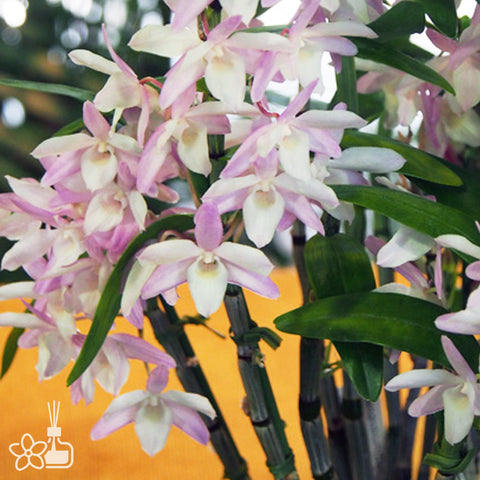 [Bare-root] D. Petite Parasol 小陽傘 [Jan Preorder 25]