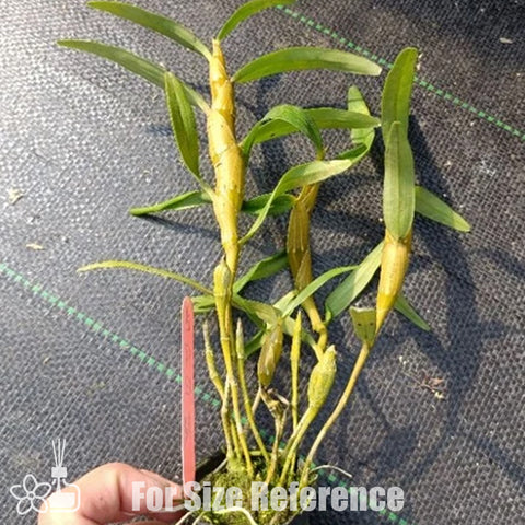 [Bare-root]Den. tortile 小扭瓣石斛[Jan preorder 26]