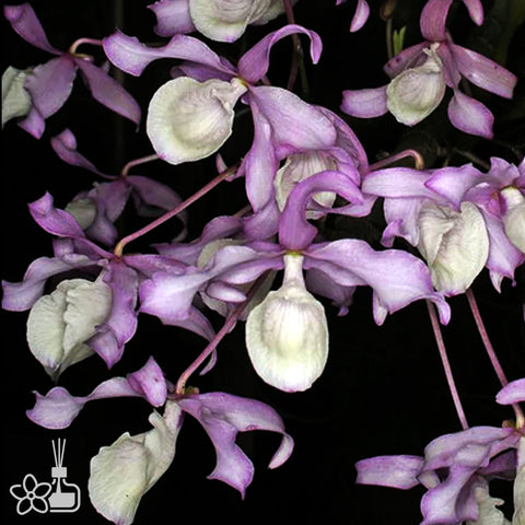 [Bare-root]Den. tortile 小扭瓣石斛[Jan preorder 26]