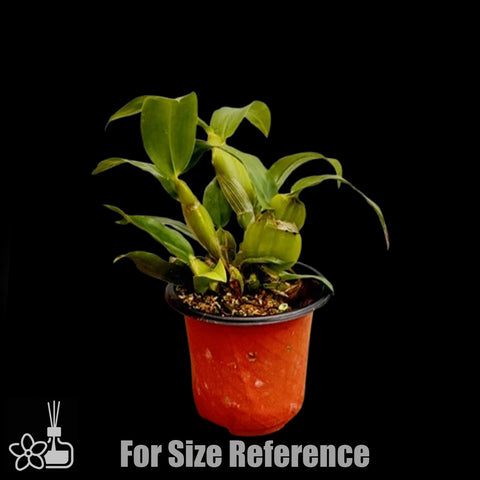 [Bare-root]Den. sulcatum 具槽石斛 [Jan Preorder 26]