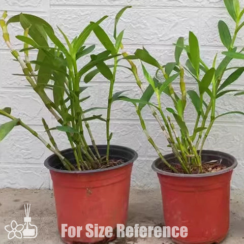 [Bare-root]Den. crepidatum Lindl 金釵石斛 [Jan Preorder 26]