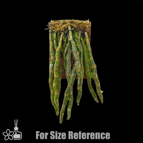 [Bare-root]Den. crepidatum 玫瑰石斛 [Jan Preorder 26]