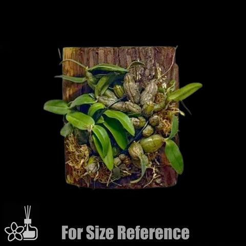 [Bare-root] Den. christyanum 喉红石斛 [Jan preorder 26]