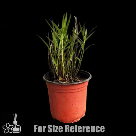 [Bare-root] Den.moniliforme 铜皮石斛[Jan preorder 26]