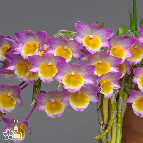 [Bare-root]Den. crepidatum 玫瑰石斛 [Jan Preorder 26]