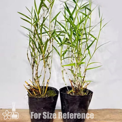 [Bare-root] Den. falconeri 串珠石斛 [Jan preorder 26]