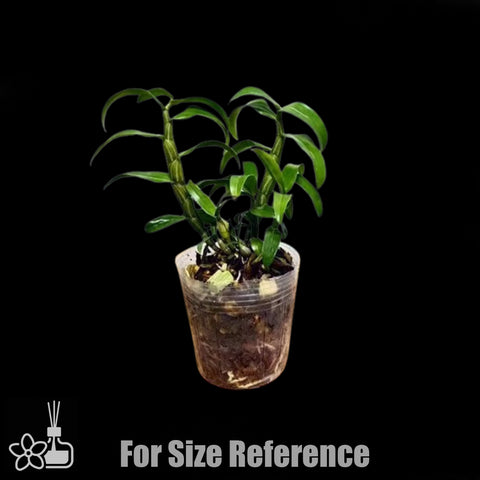 [Bare-root] Dendrobium virgineum 維珍石斛 [Jan preorder 26]