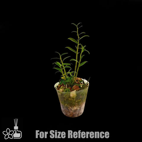 [Bare-root]Dendrobium fanjingshanense 梵淨山石斛 [Jan preorder 26 ]