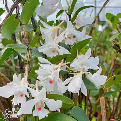 [Bare-root] Dendrobium virgineum 維珍石斛 [Jan preorder 26]