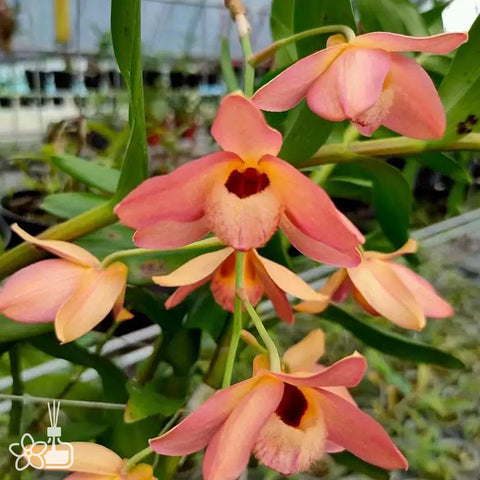 [Bare-root]Den. moschatum 红杓唇石斛 [Jan preorder 26]