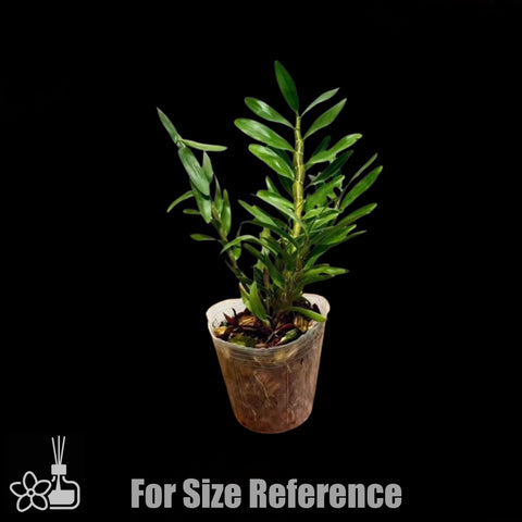 [Bare-root]Den. moschatum 红杓唇石斛 [Jan preorder 26]