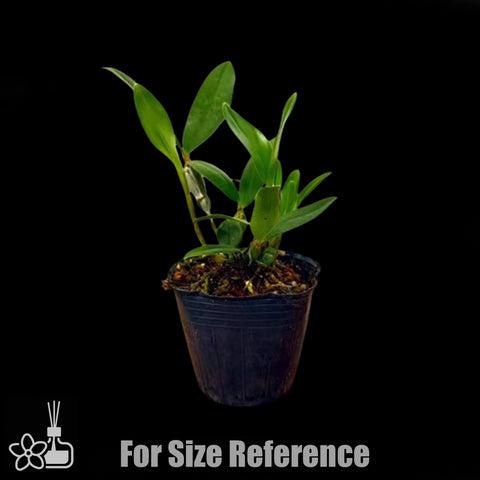 [Bare-root]Den.amabile 红灯笼石斛[Jan preorder 26]