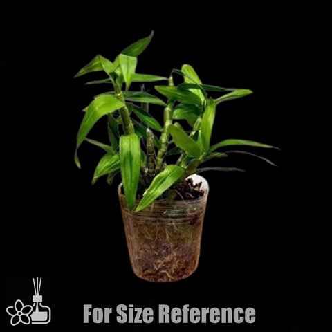 [Bare-root] Dendrobium bensoniae 本斯石斛 [Jan preorder 26]