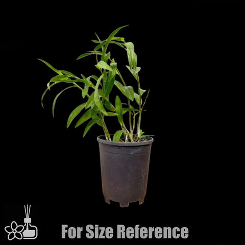 [Bare-root]Den. unicum 独角石斛[Jan preorder 26]