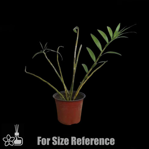 [Bare-root]Den. fimbriatum 流苏石斛[Jan Preorder 26]