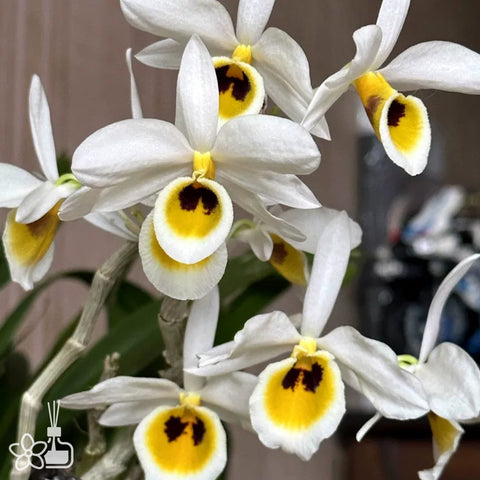 [Bare-root] Dendrobium bensoniae 本斯石斛 [Jan preorder 26]