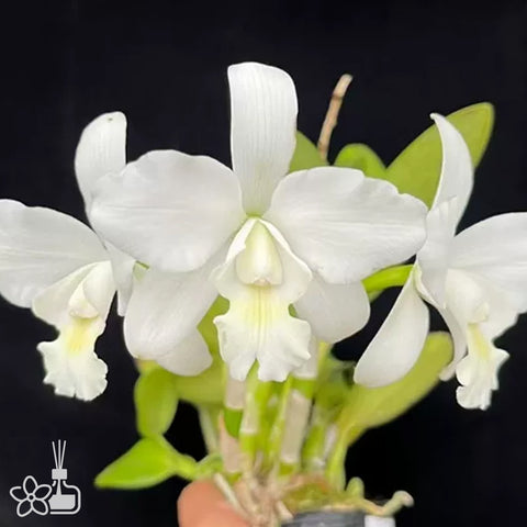 [Bare-root]C. White Bridal 'Yuki' 優姬 [Jan preorder 26]